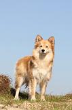 CHIEN FINNOIS DE LAPONIE 325